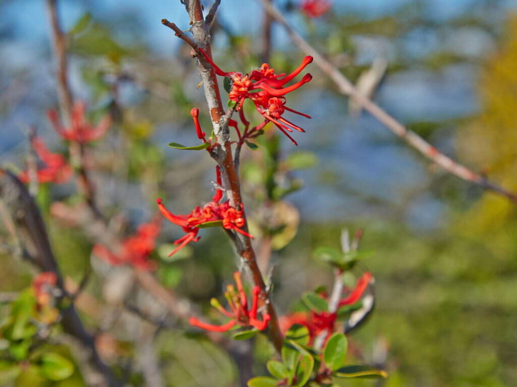 Imagem de Embothrium coccineum J. R. Forster & G. Forster