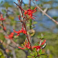 Imagem de Embothrium coccineum J. R. Forster & G. Forster