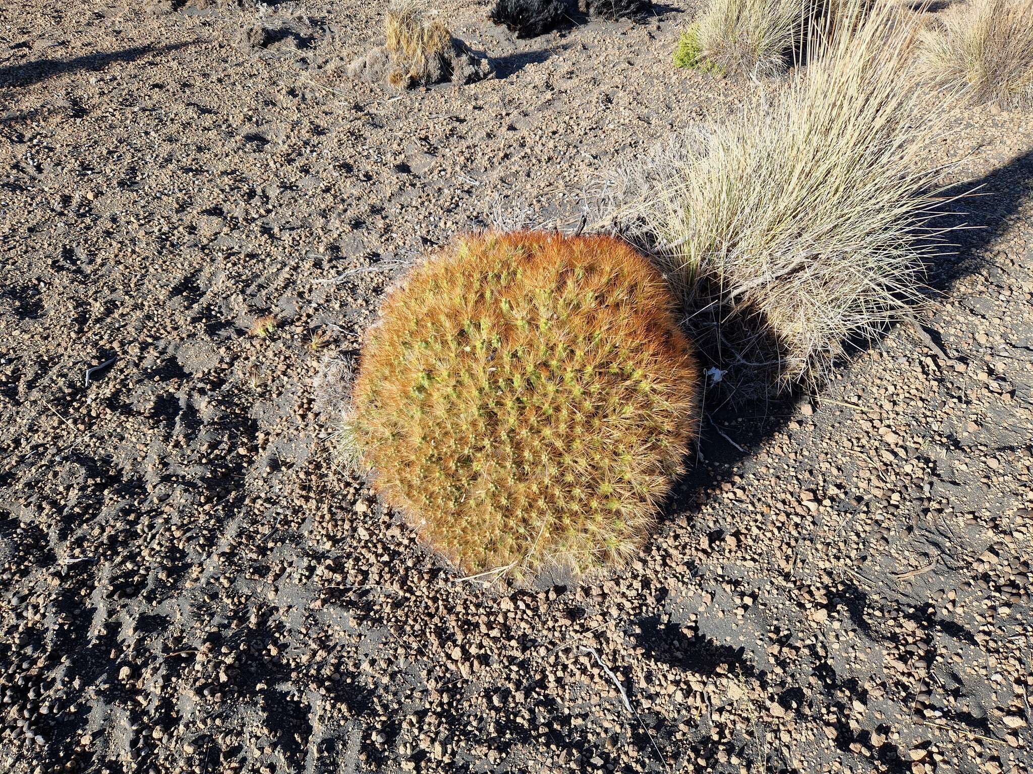 Image of Cumulopuntia glomerata