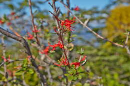 Imagem de Embothrium coccineum J. R. Forster & G. Forster