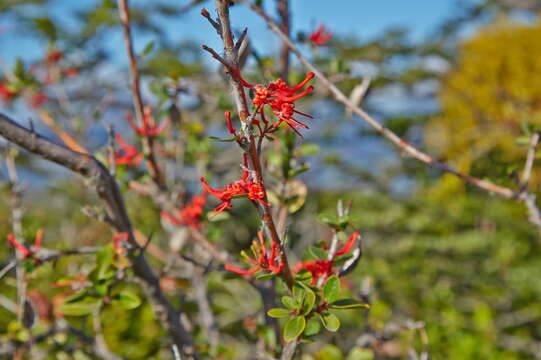 Image of Chilean firebush