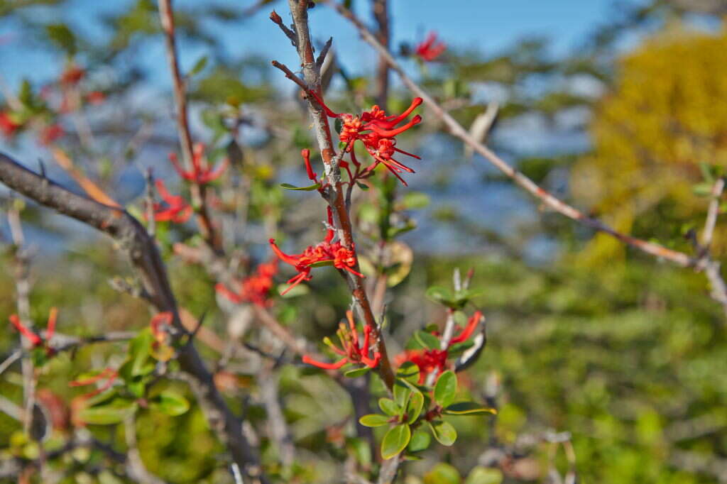 Imagem de Embothrium coccineum J. R. Forster & G. Forster