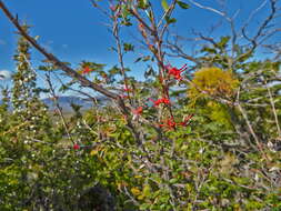 Imagem de Embothrium coccineum J. R. Forster & G. Forster