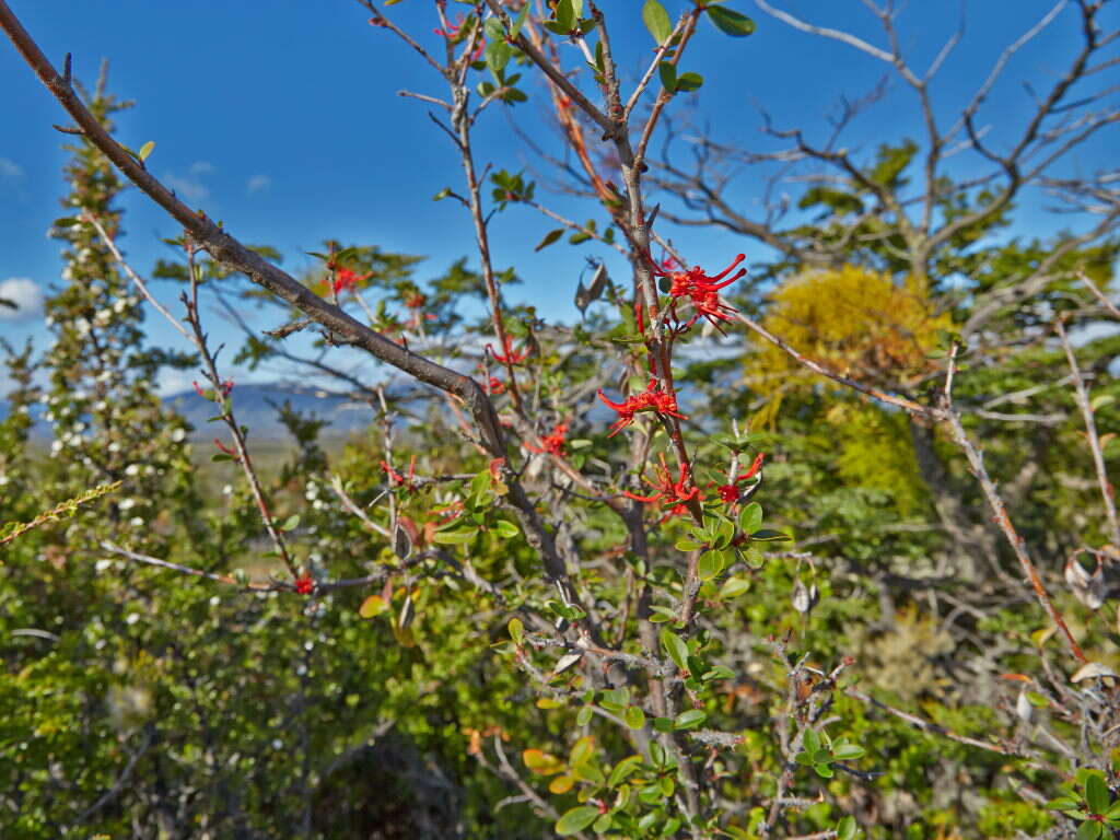 Imagem de Embothrium coccineum J. R. Forster & G. Forster