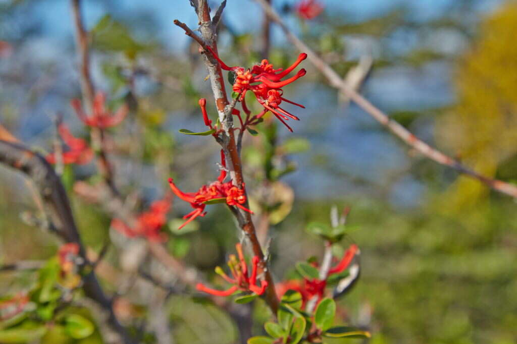 Imagem de Embothrium coccineum J. R. Forster & G. Forster