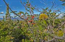 Imagem de Embothrium coccineum J. R. Forster & G. Forster