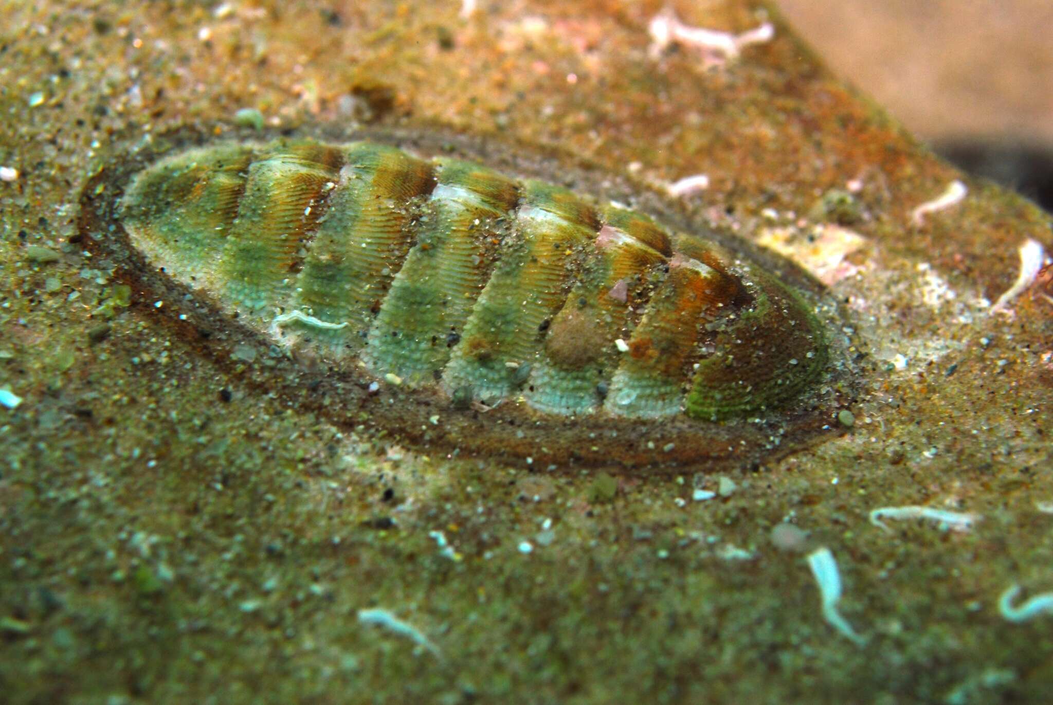 Image of contracted chiton