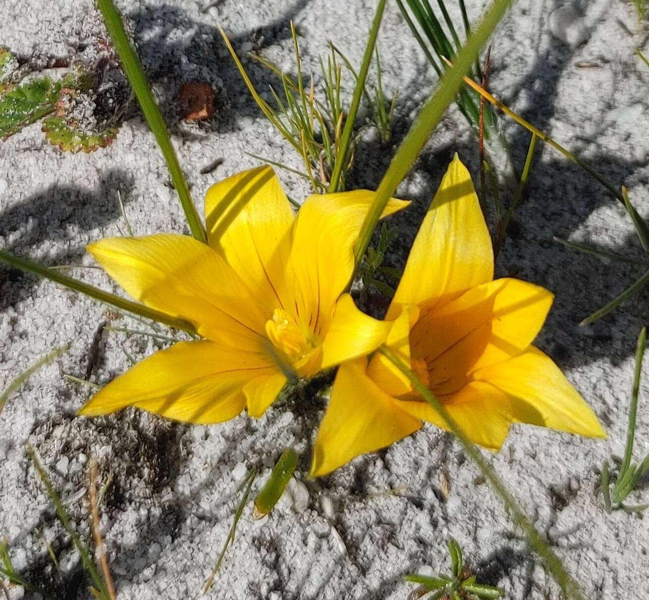 Image of Romulea triflora (Burm. fil.) N. E. Br.