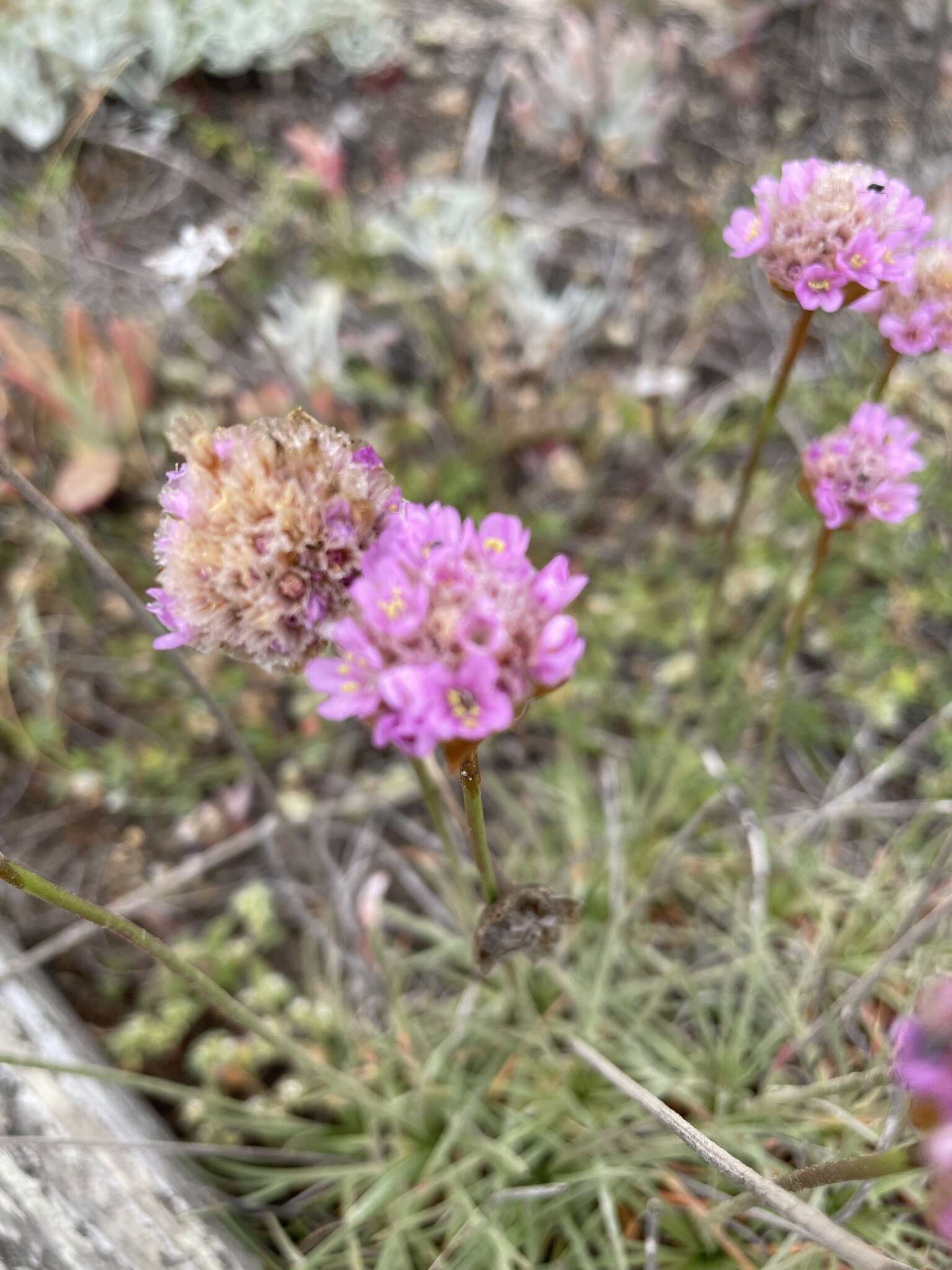 Image of California seapink