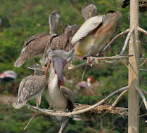 Image of Grey Pelican