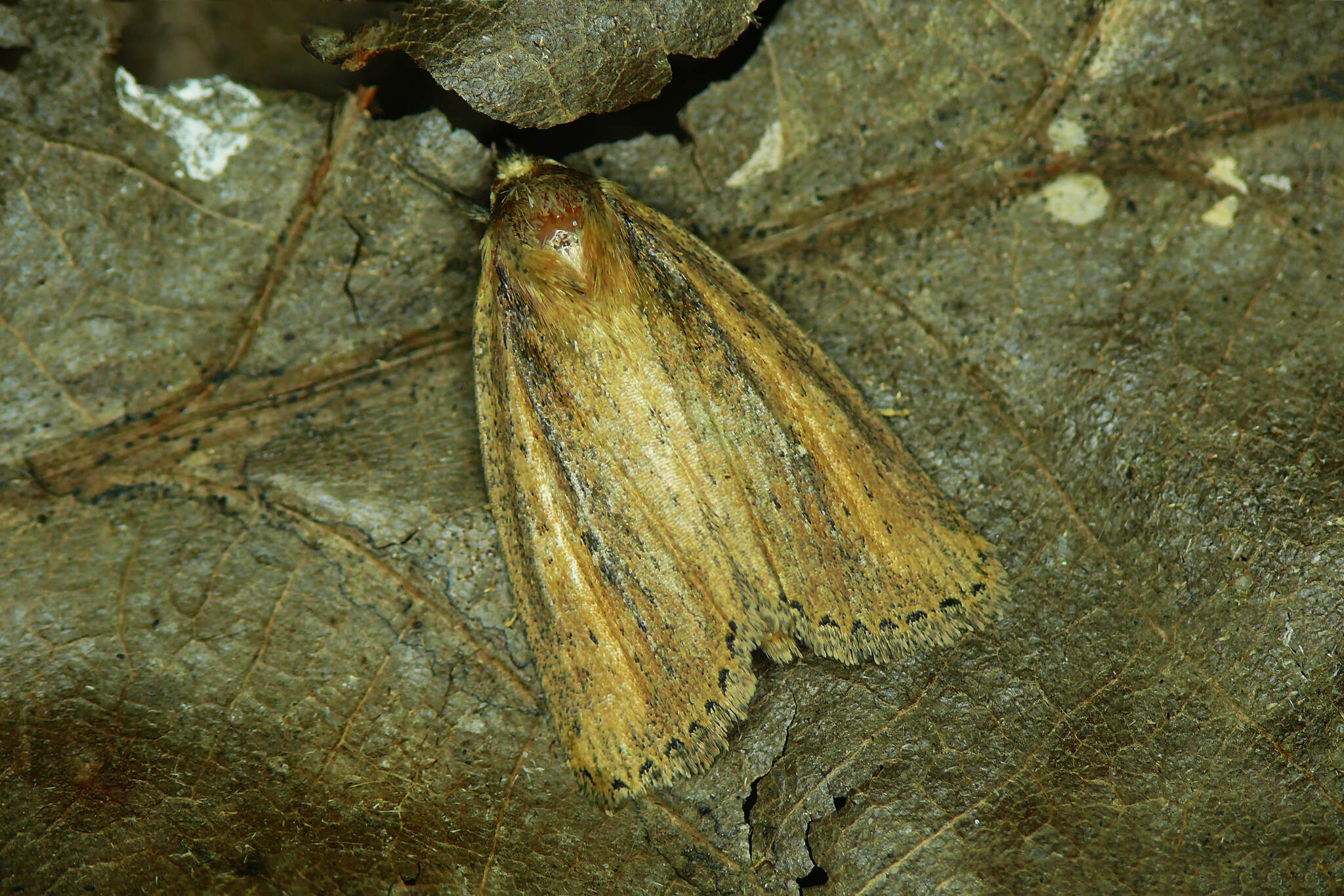 Image of brown-veined wainscot