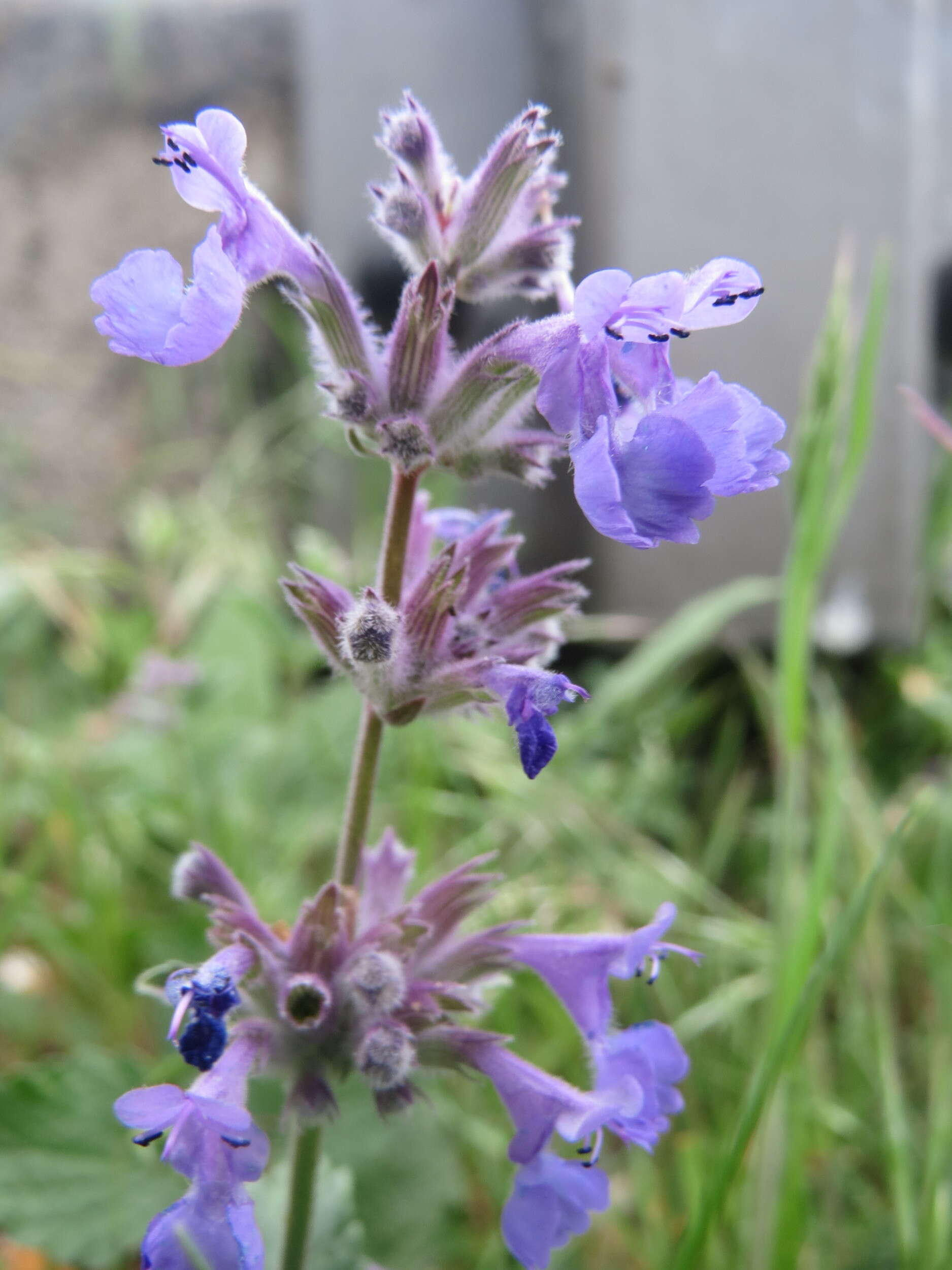 Image of raceme catnip