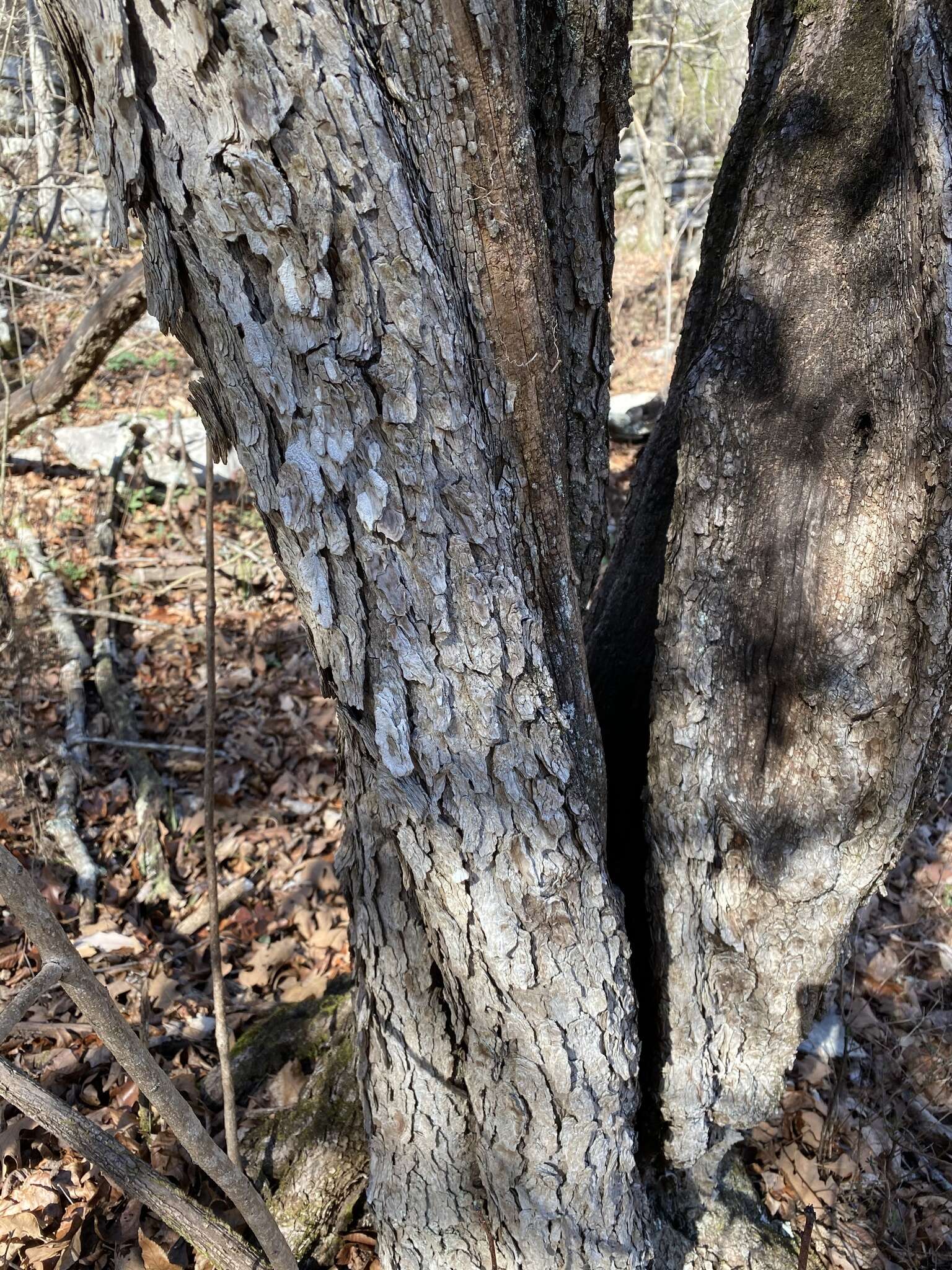 Imagem de Cotinus obovatus Raf.