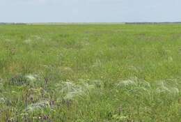 Sivun Stipa rubens P. A. Smirn. kuva