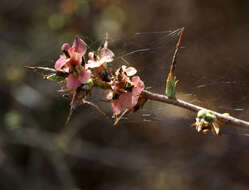 Imagem de Noaea mucronata (Forsk.) Ascherson & Schweinf.