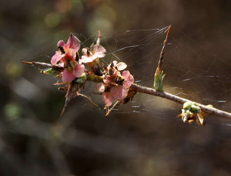 Image of Noaea mucronata (Forsk.) Ascherson & Schweinf.