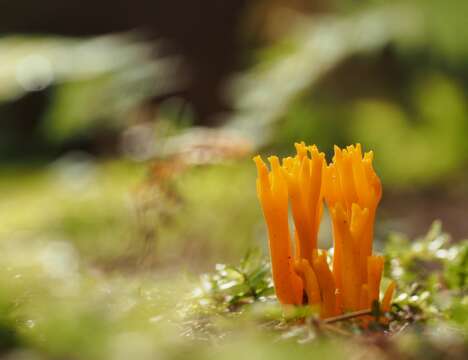 Image of Calocera viscosa (Pers.) Fr. 1821