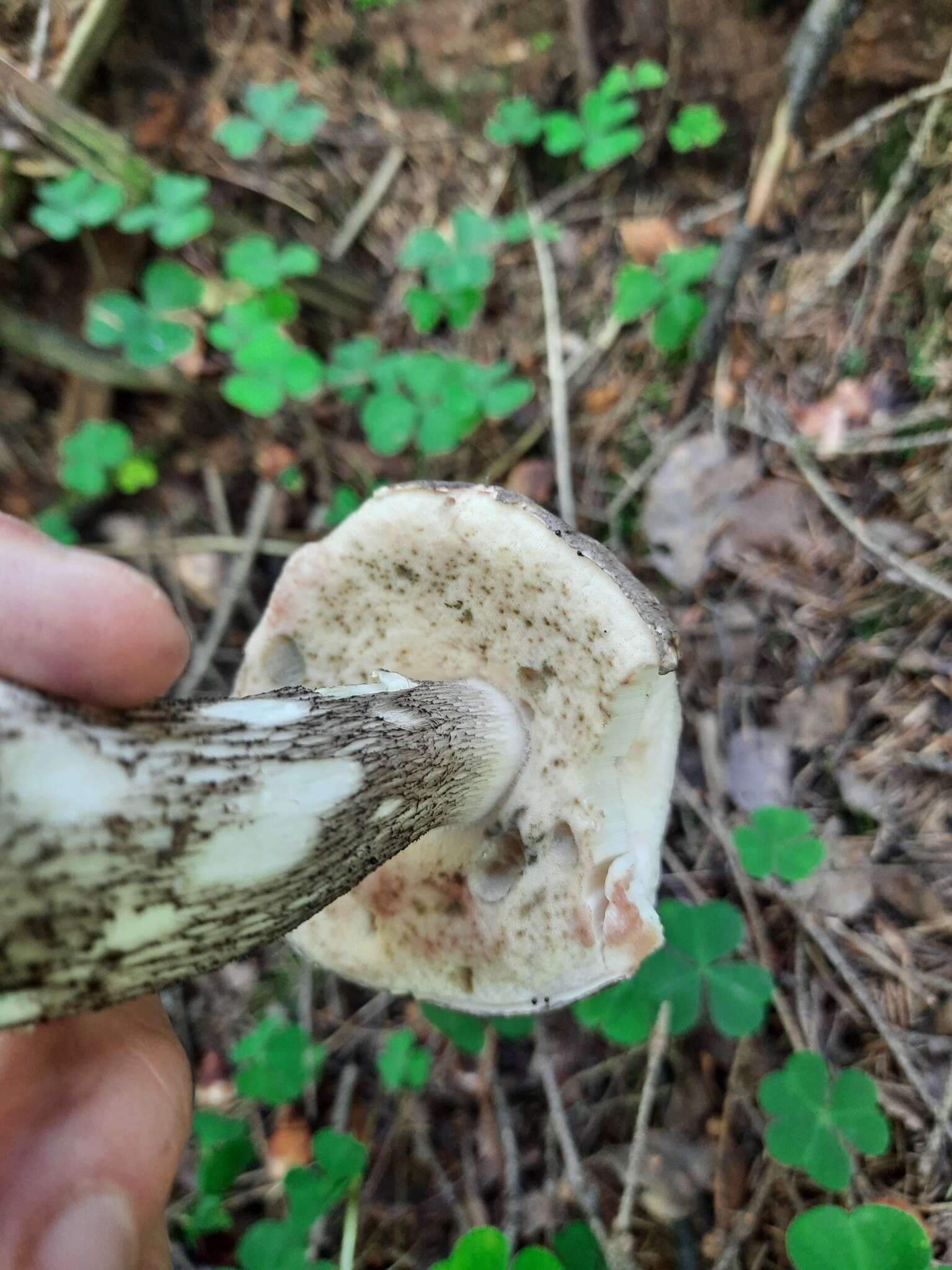 Image of Leccinum melaneum (Smotl.) Pilát & Dermek 1974