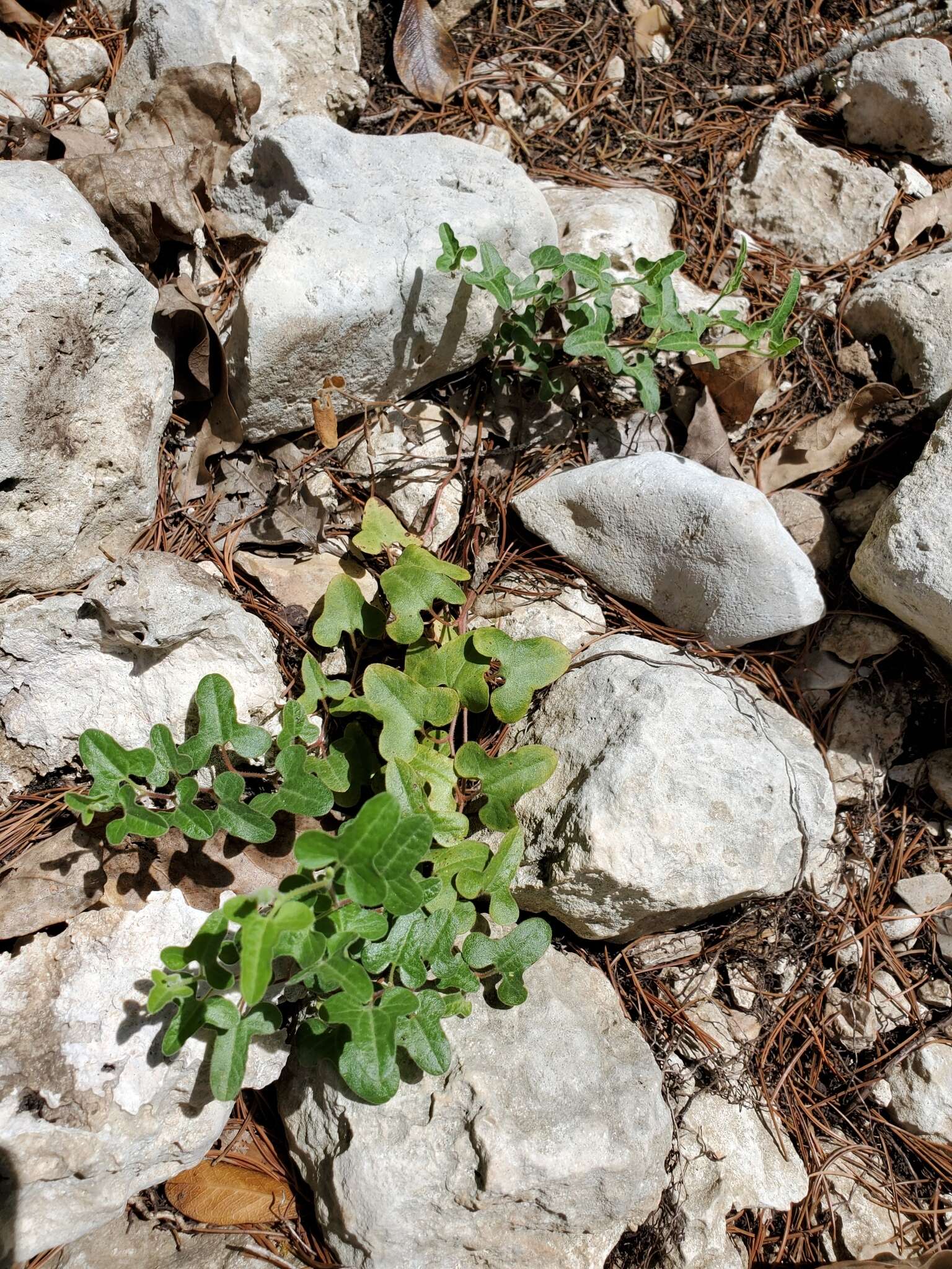 Image of Cory's dutchman's pipe