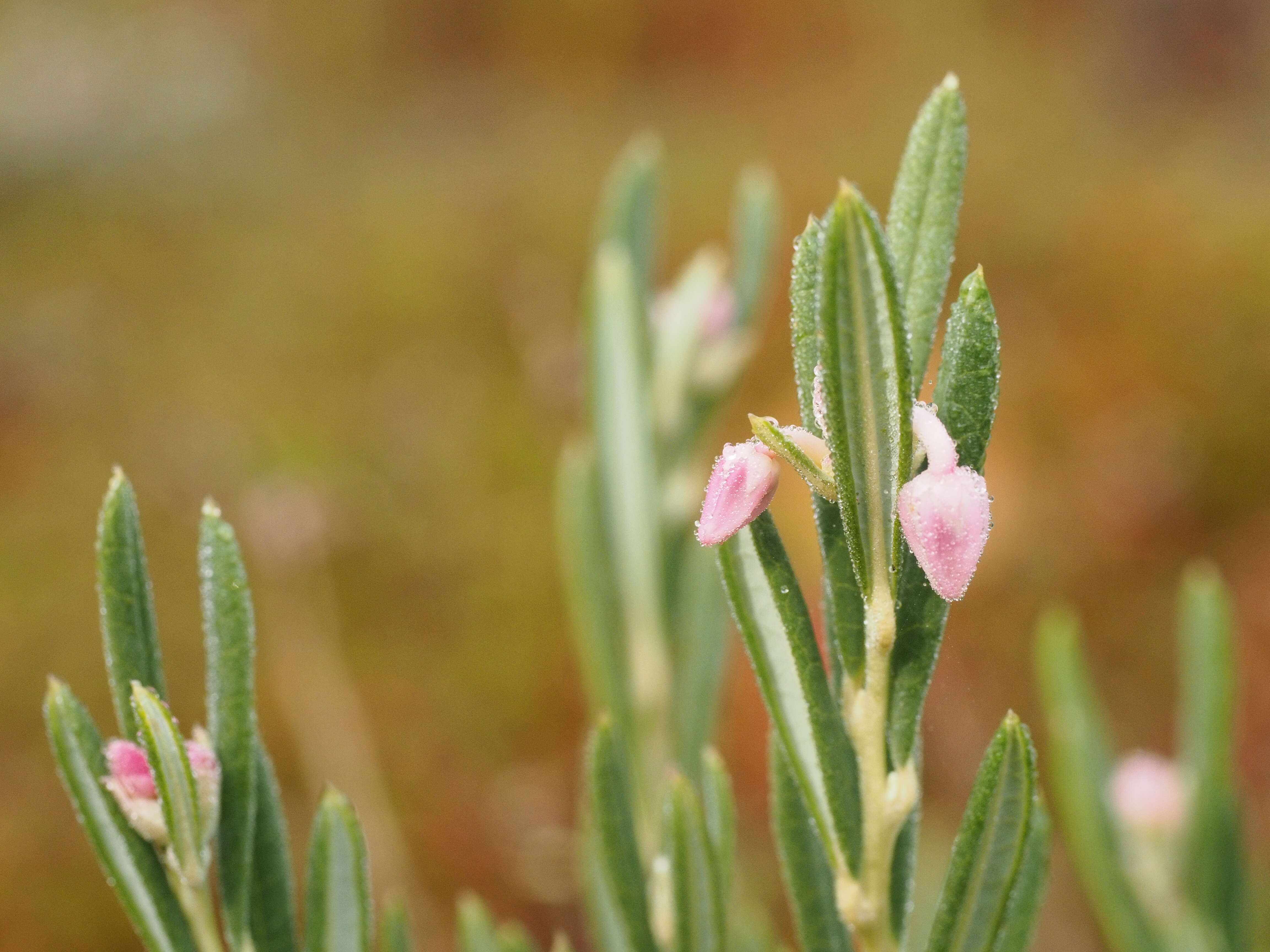 Image of bog rosemary