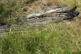 Image of Austrostipa pubinodis (Trin. & Rupr.) S. W. L. Jacobs & J. Everett