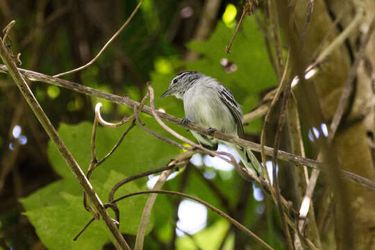 Image of Black-capped Antwren