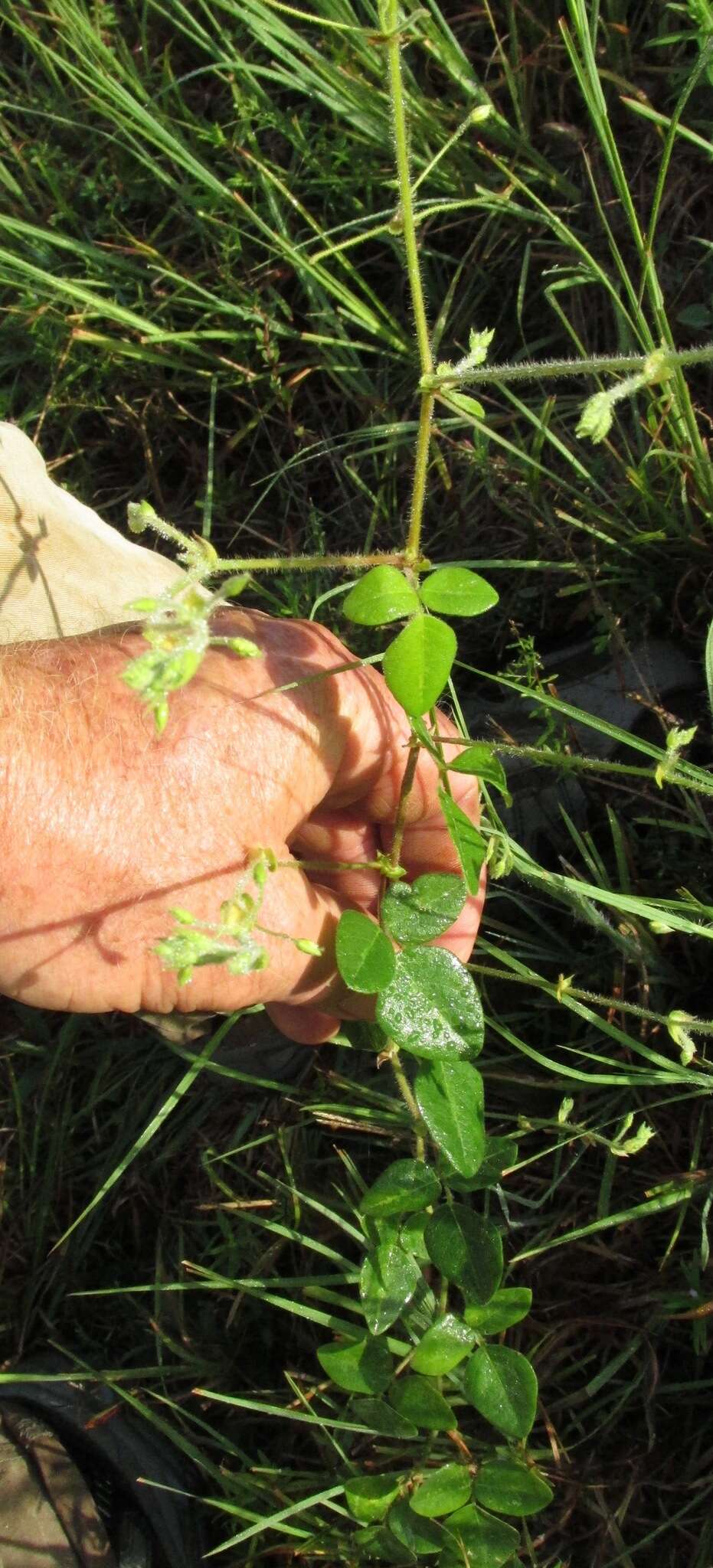 Imagem de Desmodium ochroleucum Canby