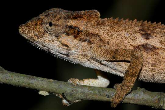 Image of Kentani dwarf chameleon