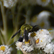 Image of Lepidophora lutea Painter 1962