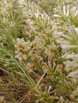 Image of Baccharis linearifolia (Lam.) Pers.