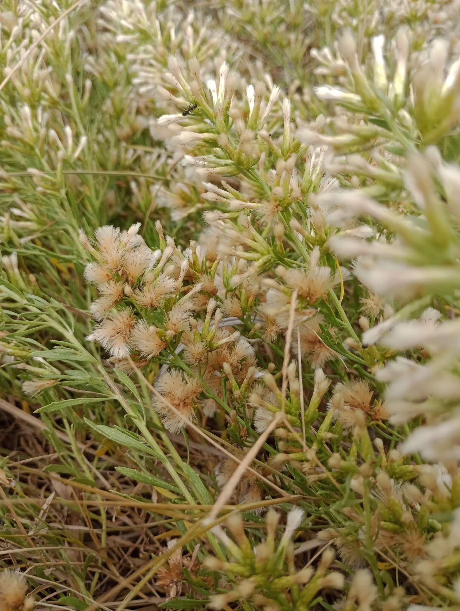 Image of Baccharis linearifolia (Lam.) Pers.