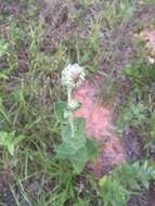 Image of ashy sunflower