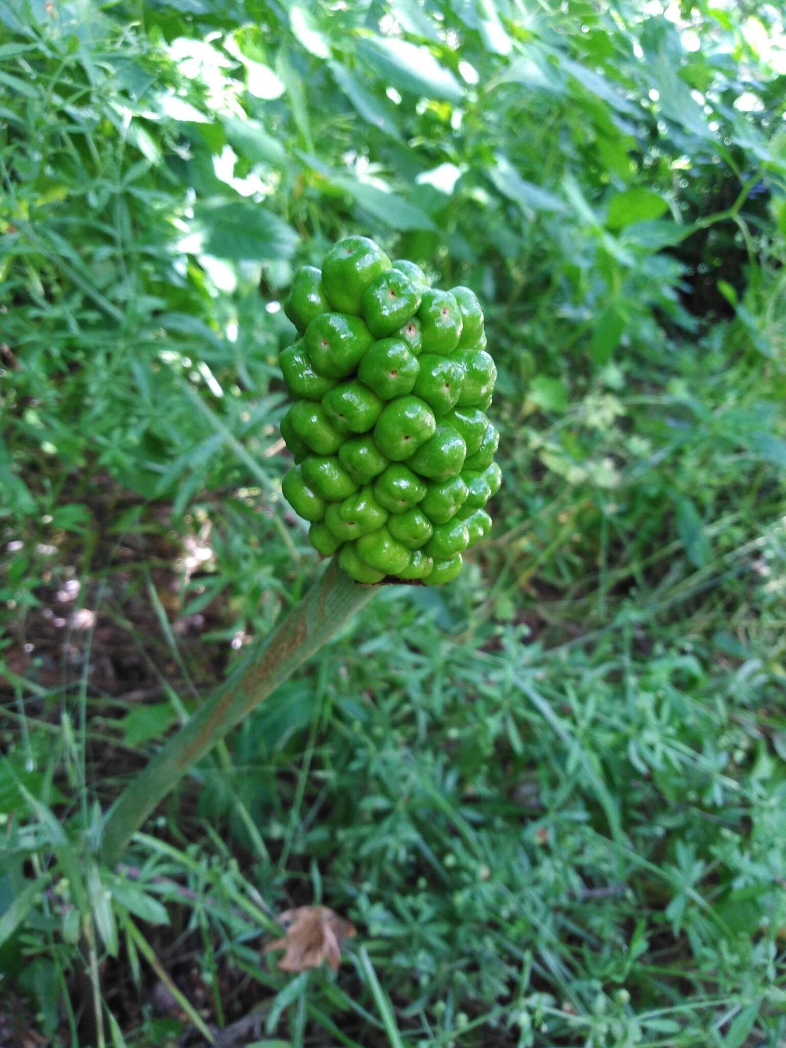 Image of Arum korolkowii Regel