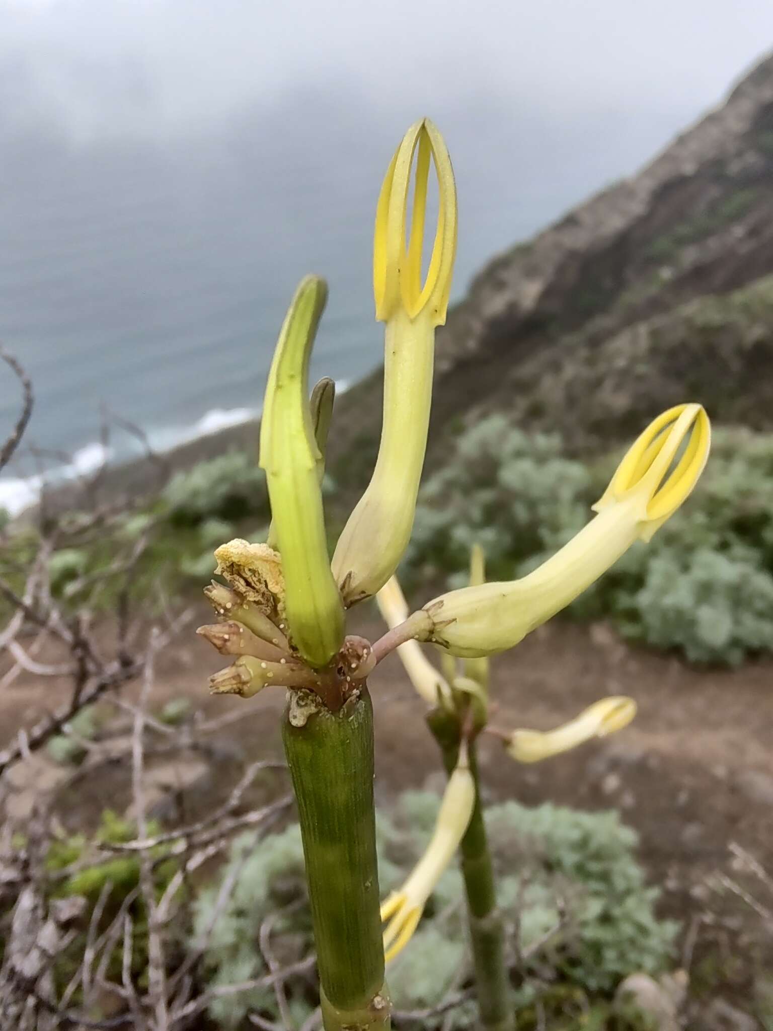 Image of Ceropegia dichotoma subsp. dichotoma