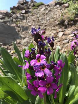 Primula parryi A. Gray resmi