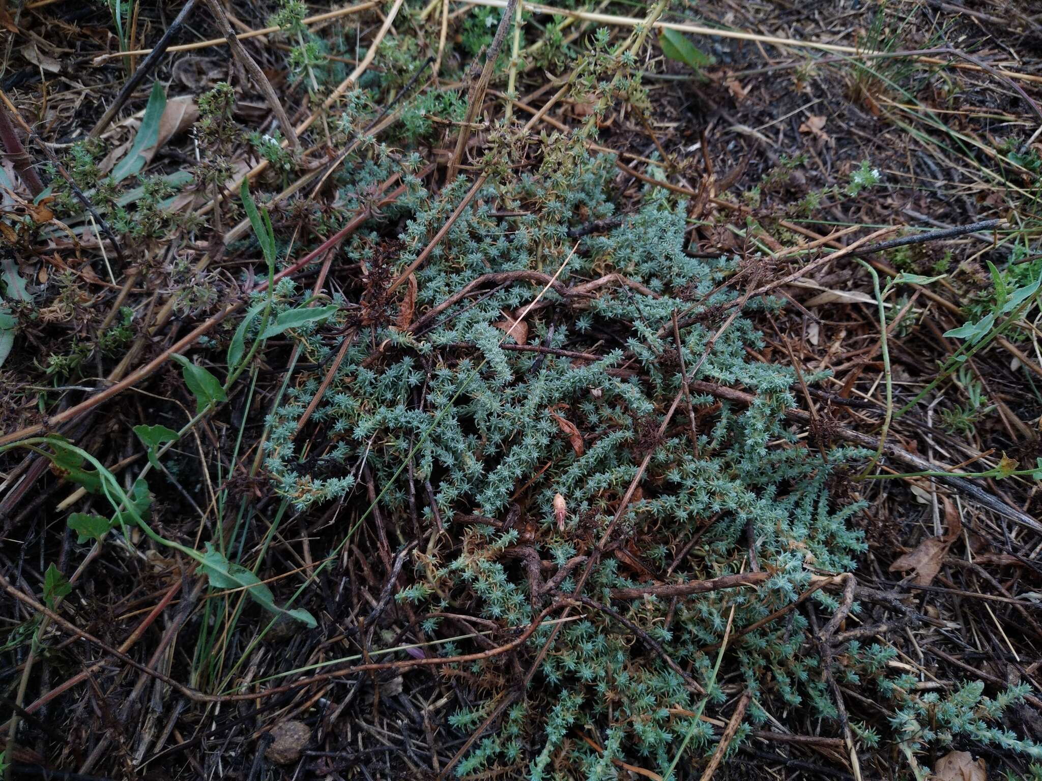 Image of Camphorosma monspeliaca subsp. lessingii (Litv.) Aellen