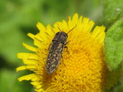 Image of Acmaeoderella adspersula (Illiger 1803)