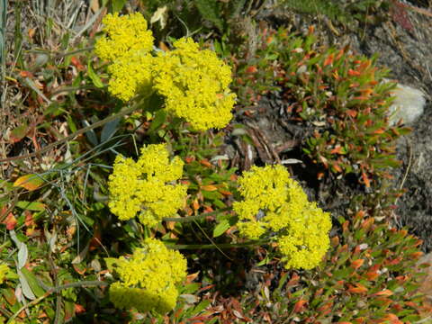 Image of Piper's golden buckwheat