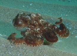 Слика од Octopus berrima Stranks & Norman 1992