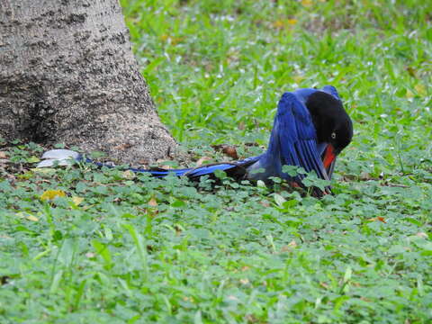 صورة Urocissa caerulea Gould 1863