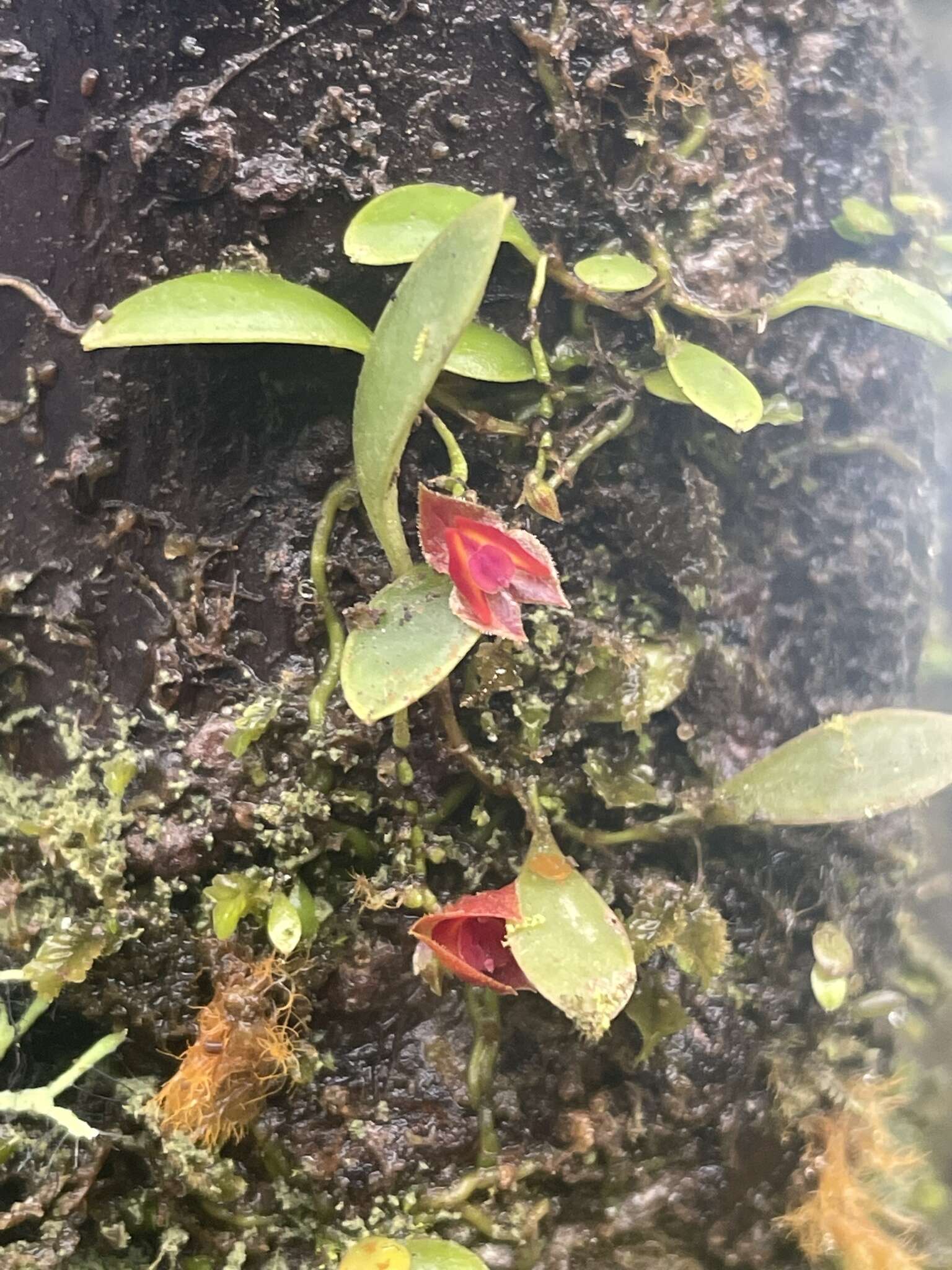 Image of Carite babyboot orchid