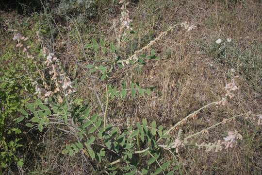 Image of Onobrychis hypargyrea Boiss.