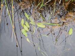 Image of Bog Pondweed