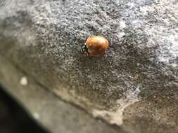 Image of Western Blood-Red Lady Beetle