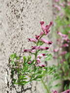 Image of Common Fumitory