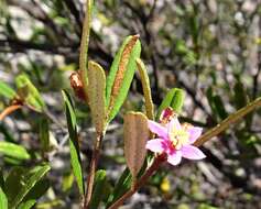 Image of Phebalium nottii (F. Müll.) F. M. Bailey