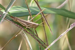 Image of Stenocatantops mistshenkoi Willemse & F. M. H. 1968