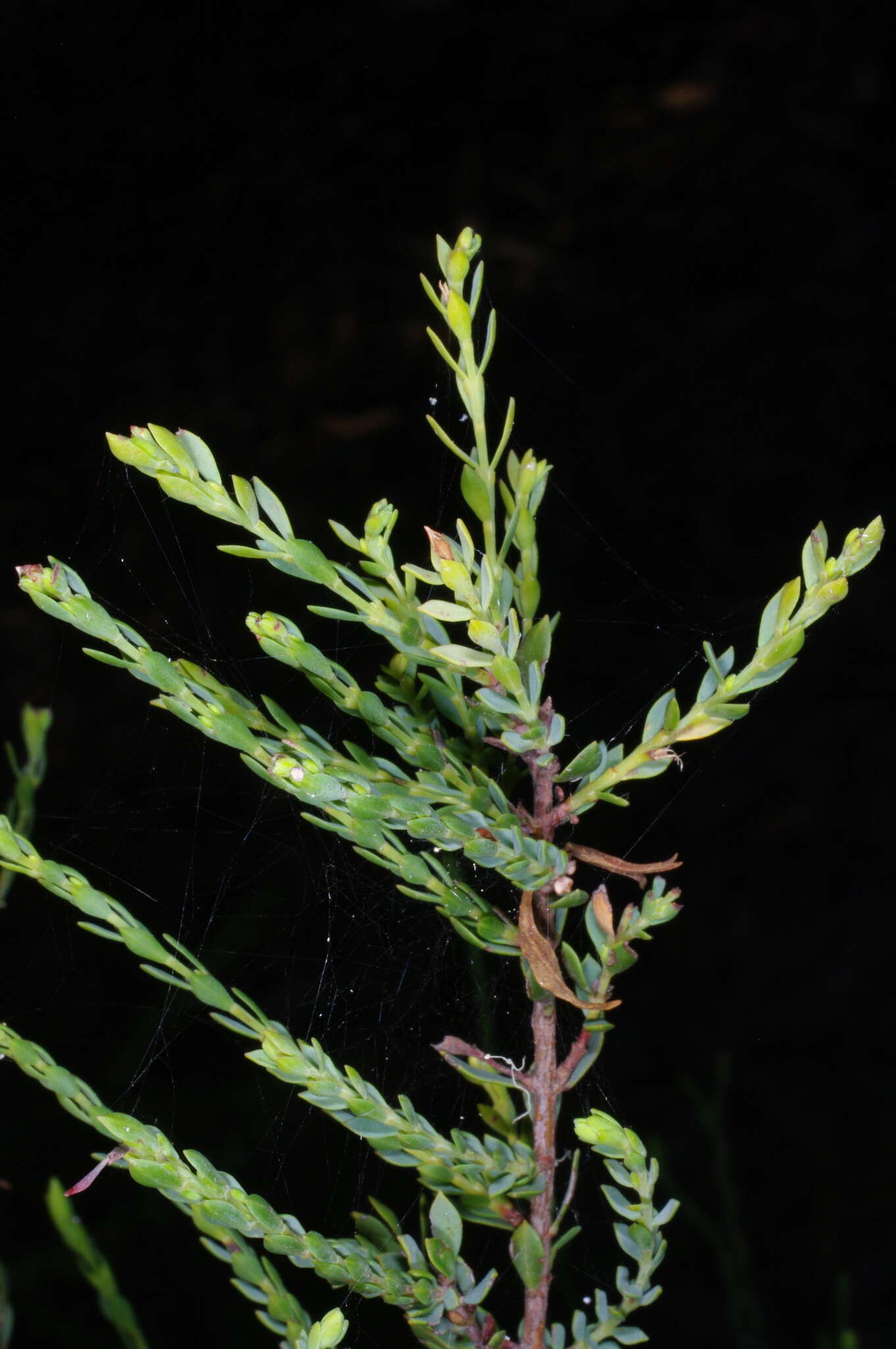 Image of Eutaxia microphylla (R. Br.) J. M. Black