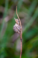 Image of tall cottongrass