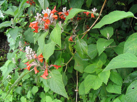 Image of Colquhounia coccinea Wall.